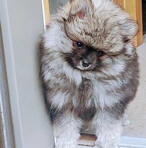 Meet your Posher, Vicki